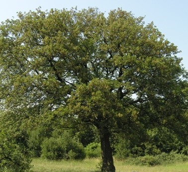 ACER MONSPESSOLANUM